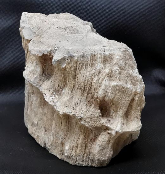 Versteinertes Holz Indonesien
